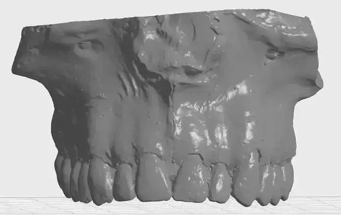 UpperJaw skull with teeth 3D model