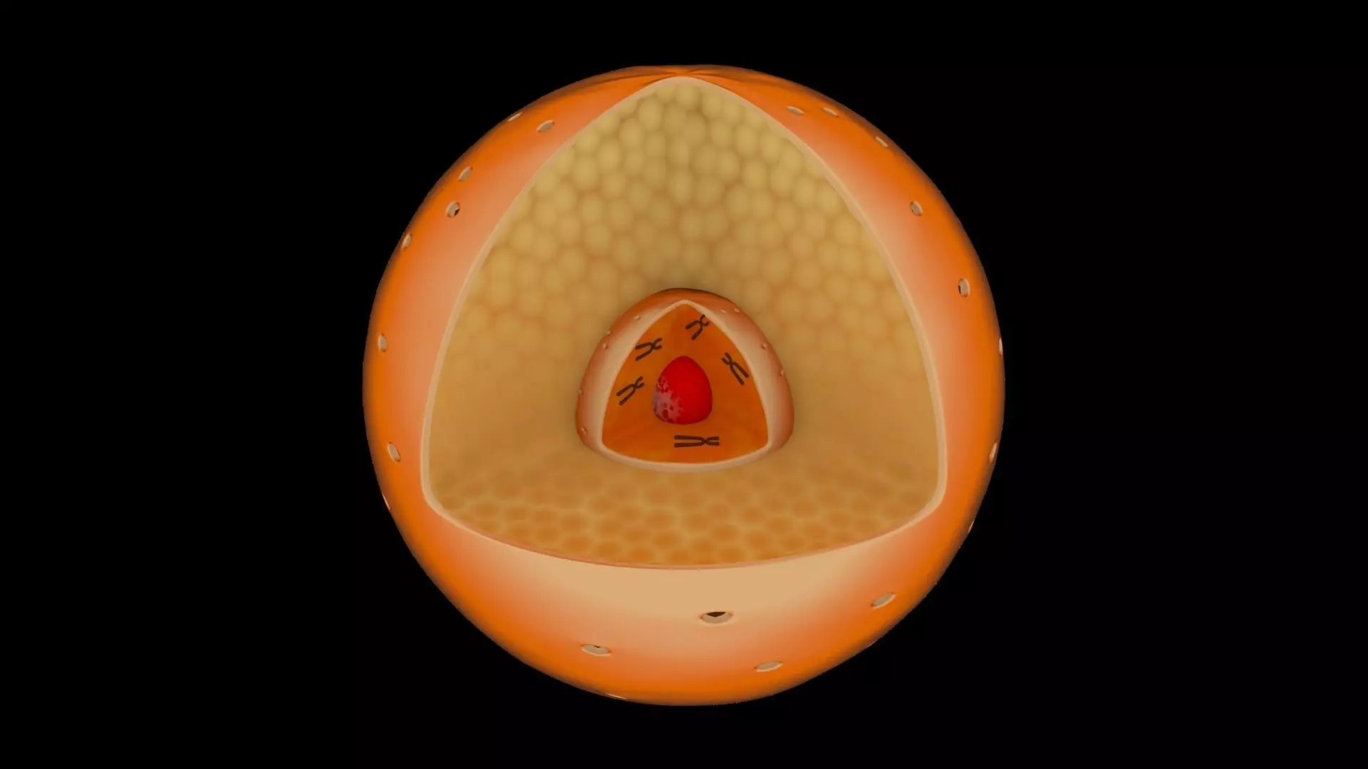 Cell Nucleus plus chromosome Free 3D model
