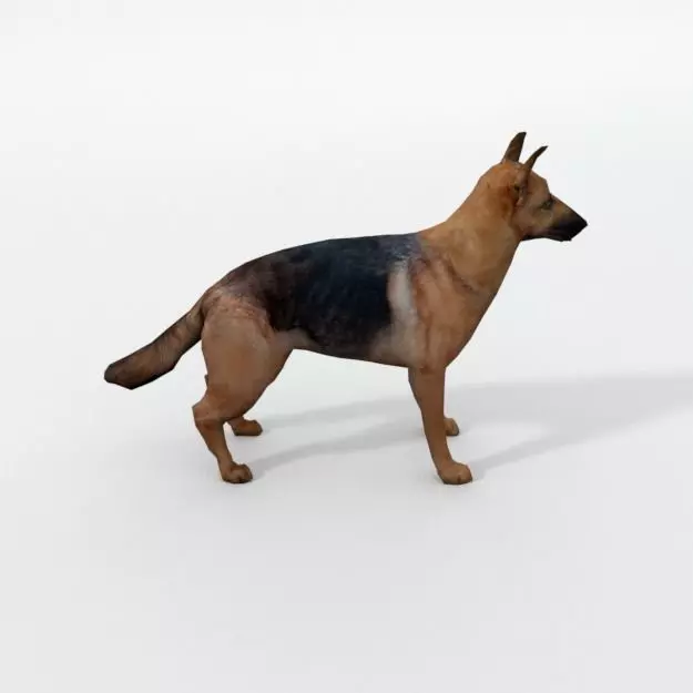 German Shepherd Low-poly 3D model_0