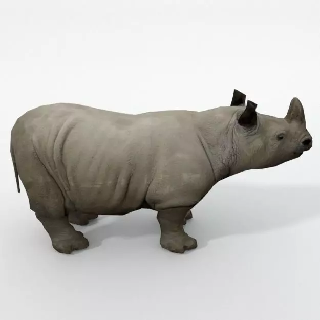 Rhino rhinoceros Low-poly 3D model_0