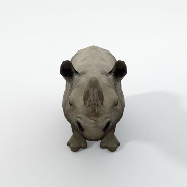 Rhino rhinoceros Low-poly 3D model_2