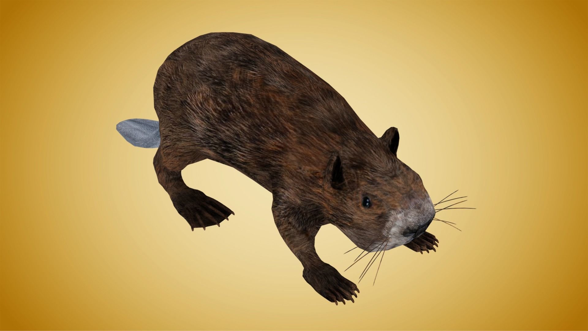 Beaver Low-poly 3D model_1