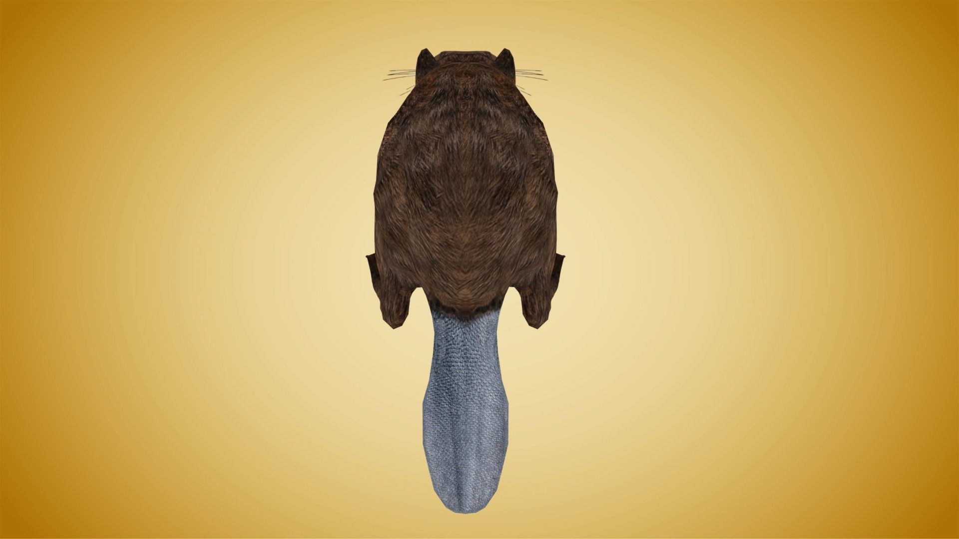 Beaver Low-poly 3D model_3