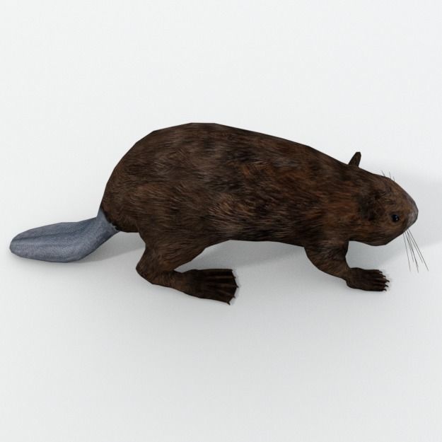 Beaver Low-poly 3D model_4