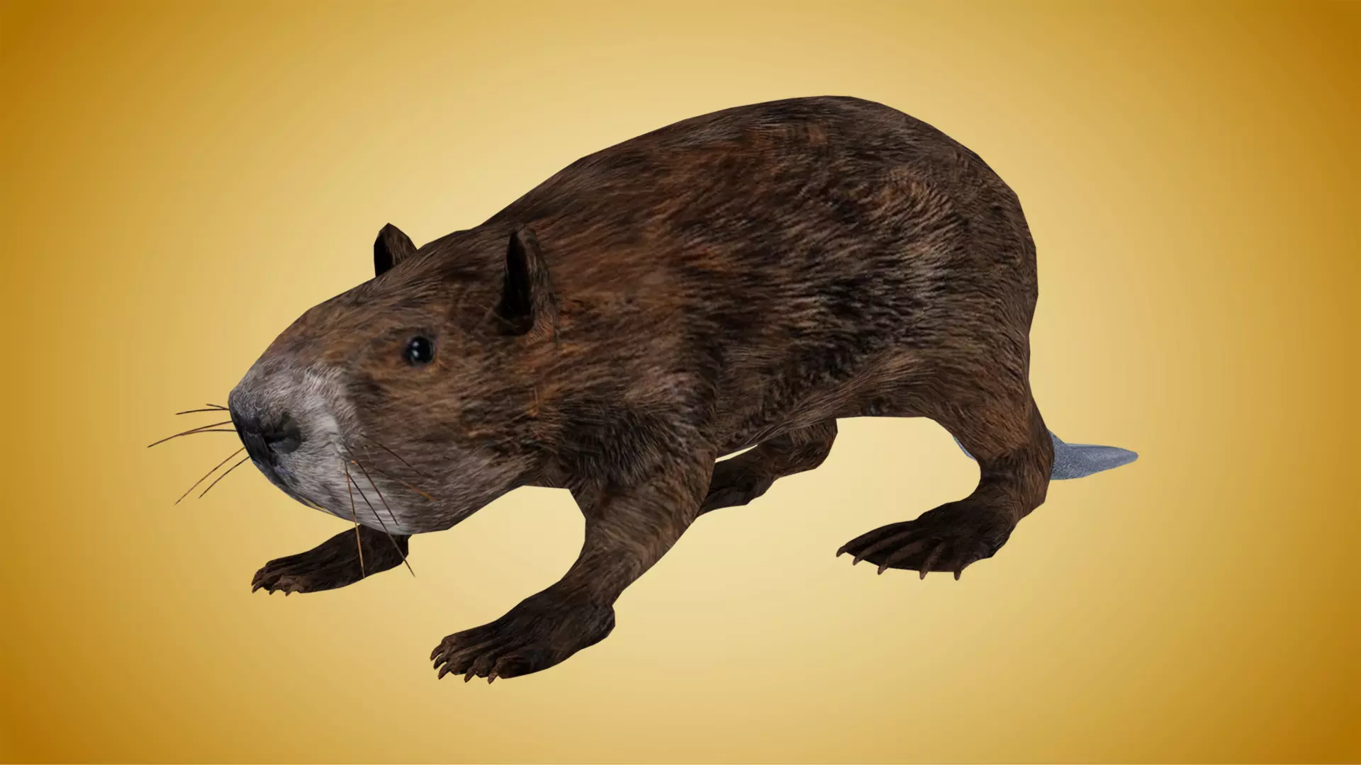Beaver Low-poly 3D model_0