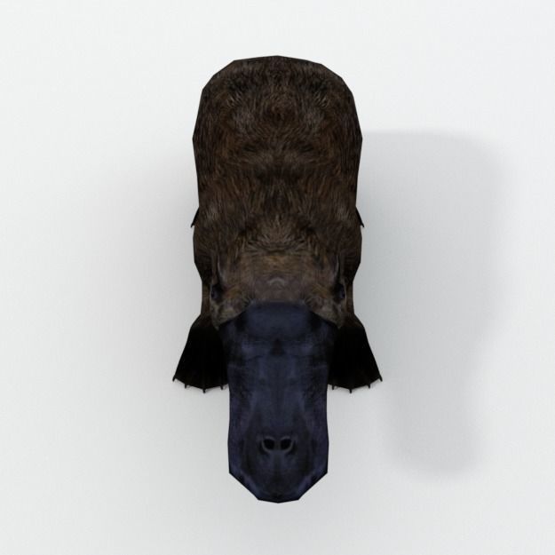 Platypus Low-poly 3D model_3