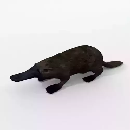 Platypus Low-poly 3D model