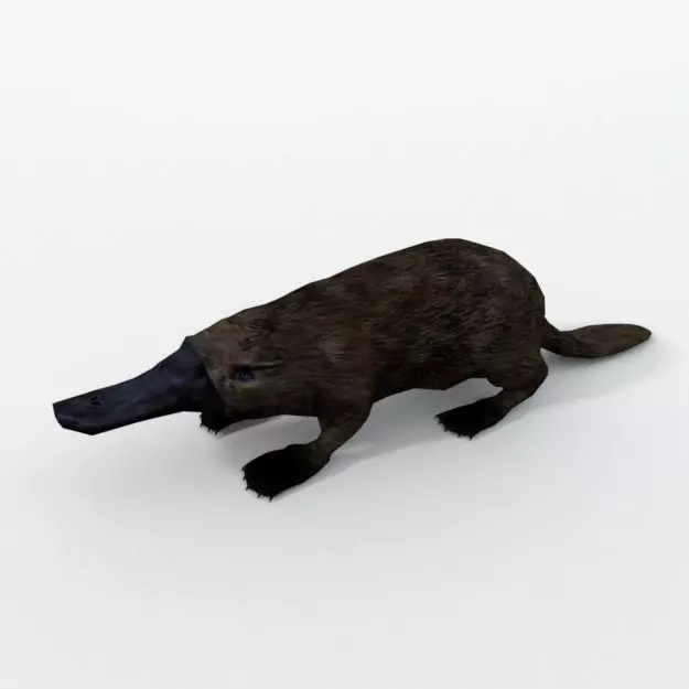 Platypus Low-poly 3D model_0