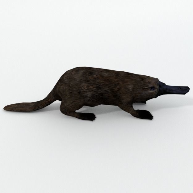 Platypus Low-poly 3D model_1