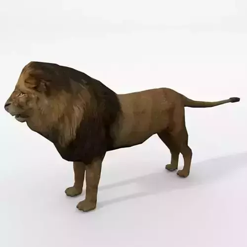 Lion Safari Low-poly 3D model
