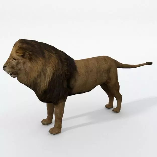 Lion Safari Low-poly 3D model_0