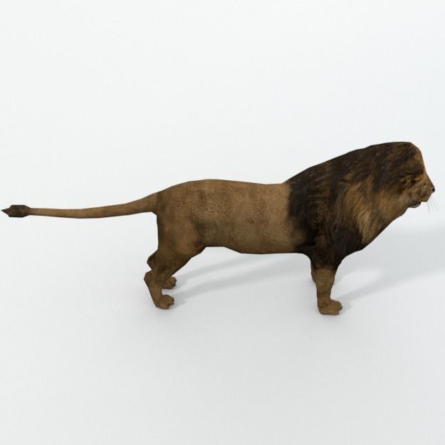 Lion Safari Low-poly 3D model_1