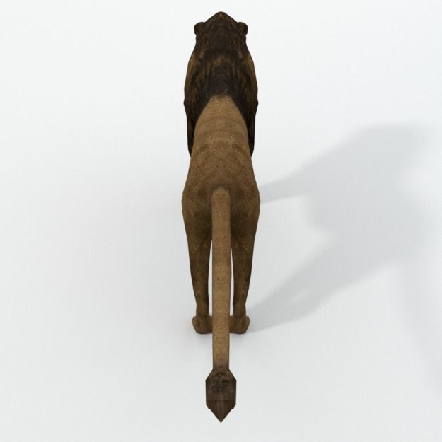 Lion Safari Low-poly 3D model_2
