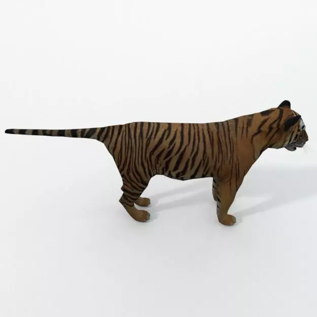 Tiger Low-poly 3D model_0