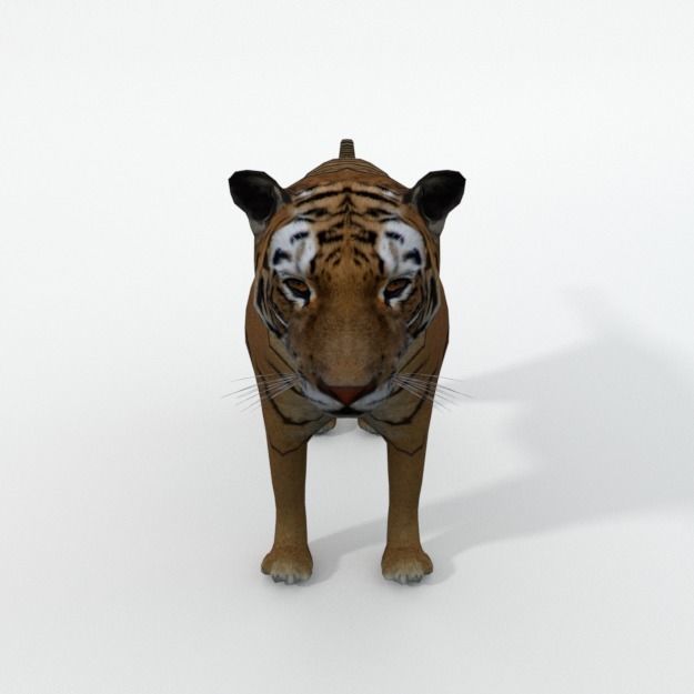 Tiger Low-poly 3D model_2