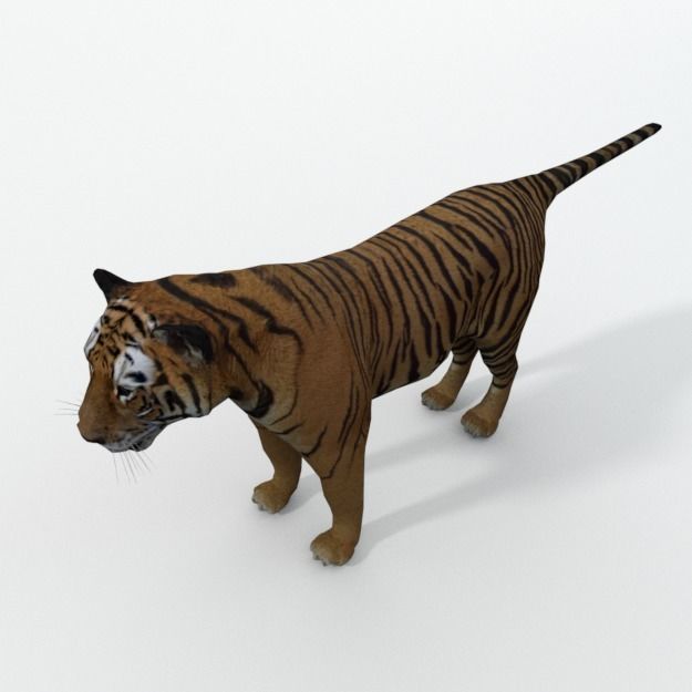 Tiger Low-poly 3D model_1