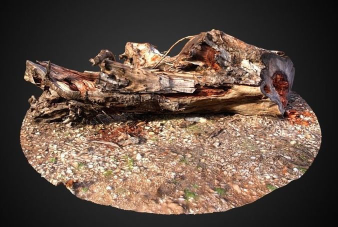 Carob tree stump 3D model