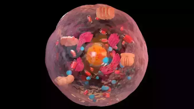 Eukaryotic cell - arnold render - maya 3D model
