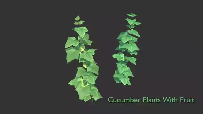 Cucumber Plant With Fruit