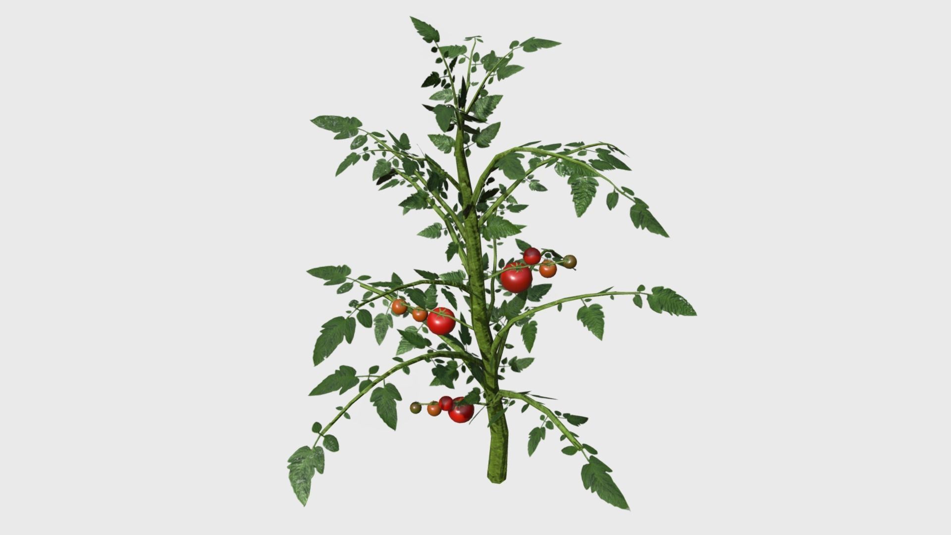 Tomato Plants With Fruit Low-poly 3D model_1