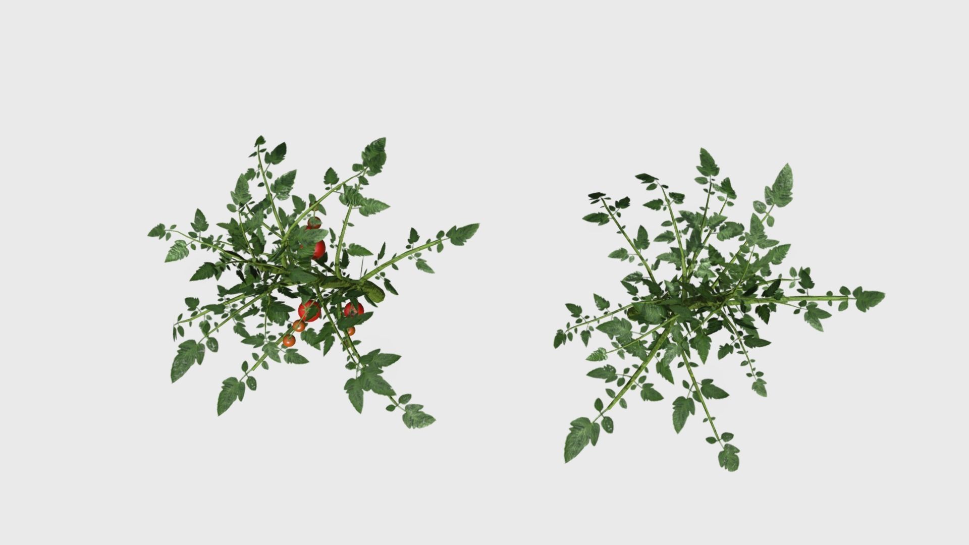 Tomato Plants With Fruit Low-poly 3D model_3