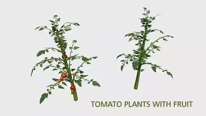 Tomato Plants With Fruit Low-poly 3D model
