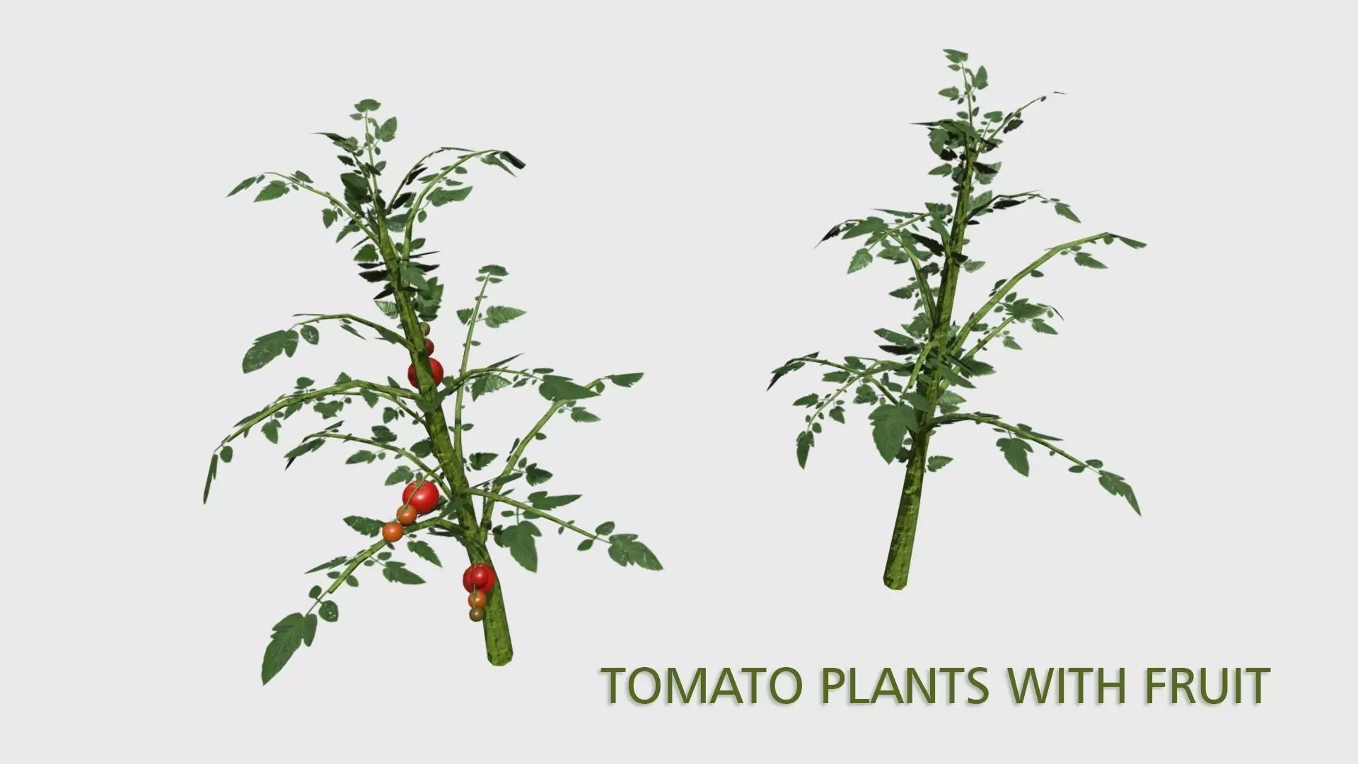 Tomato Plants With Fruit Low-poly 3D model_0
