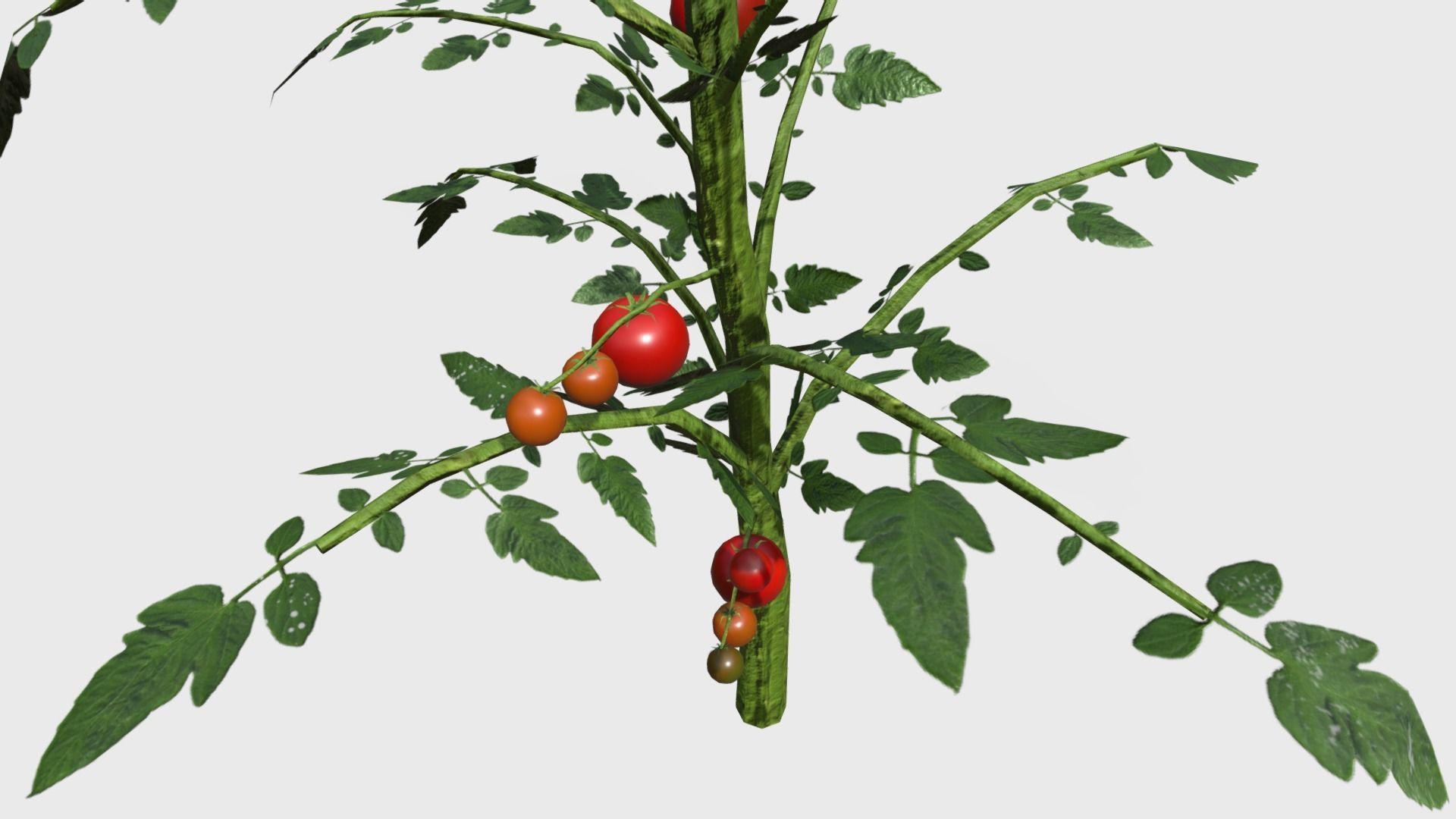 Tomato Plants With Fruit Low-poly 3D model_2
