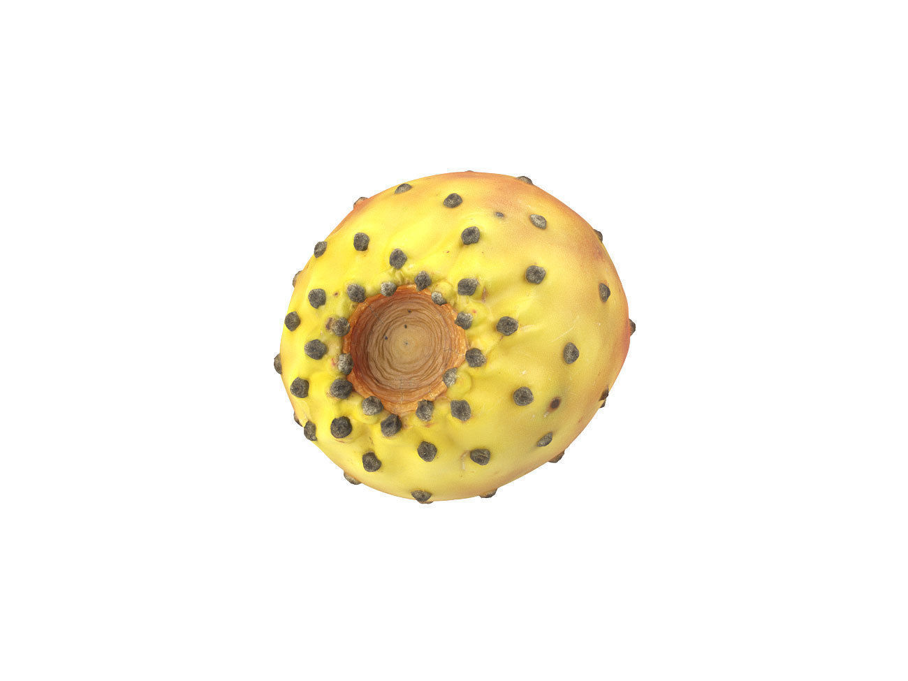 Photorealistic Prickly Pear 3D Scan 3D model_5
