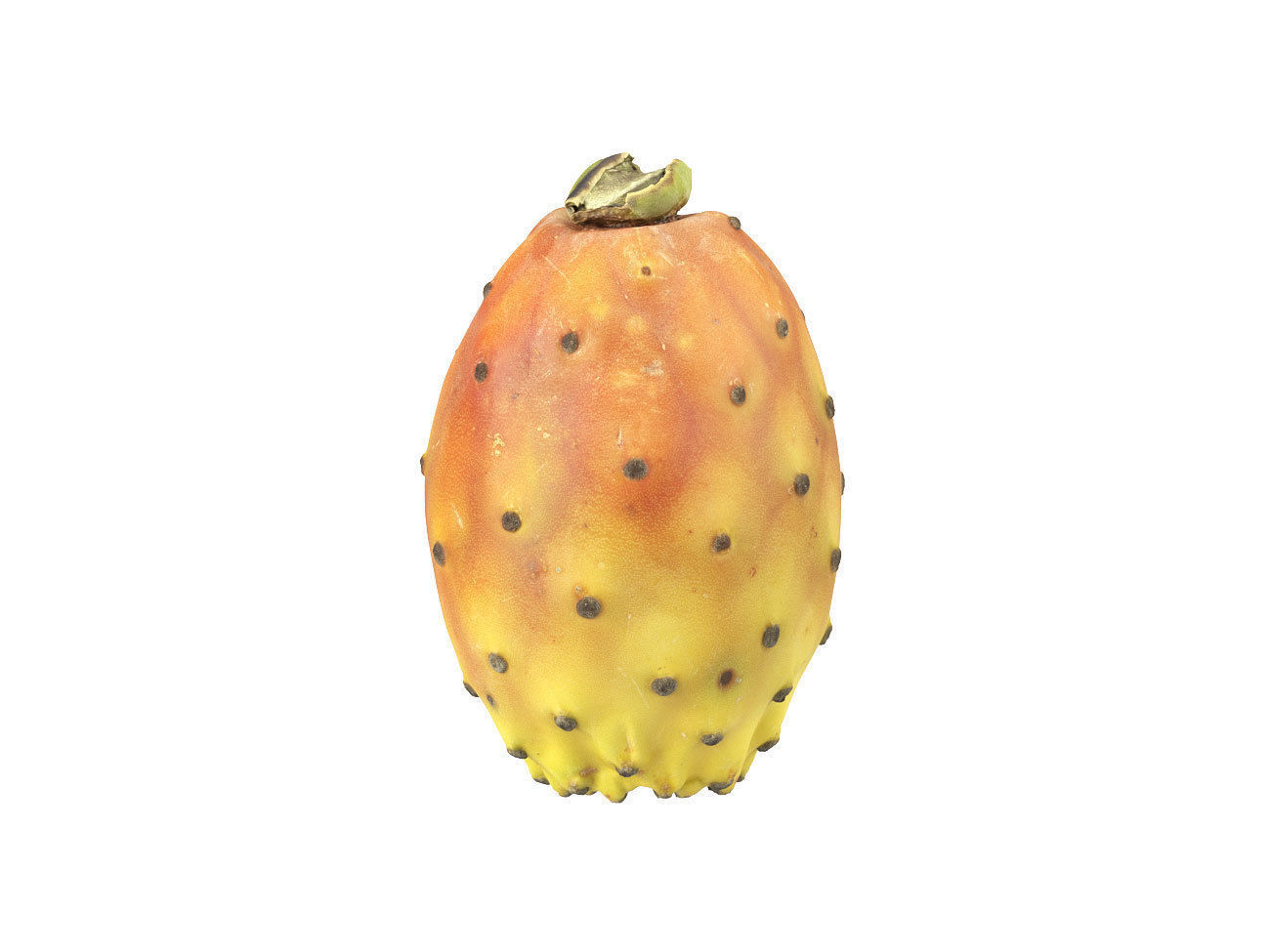 Photorealistic Prickly Pear 3D Scan 3D model_2