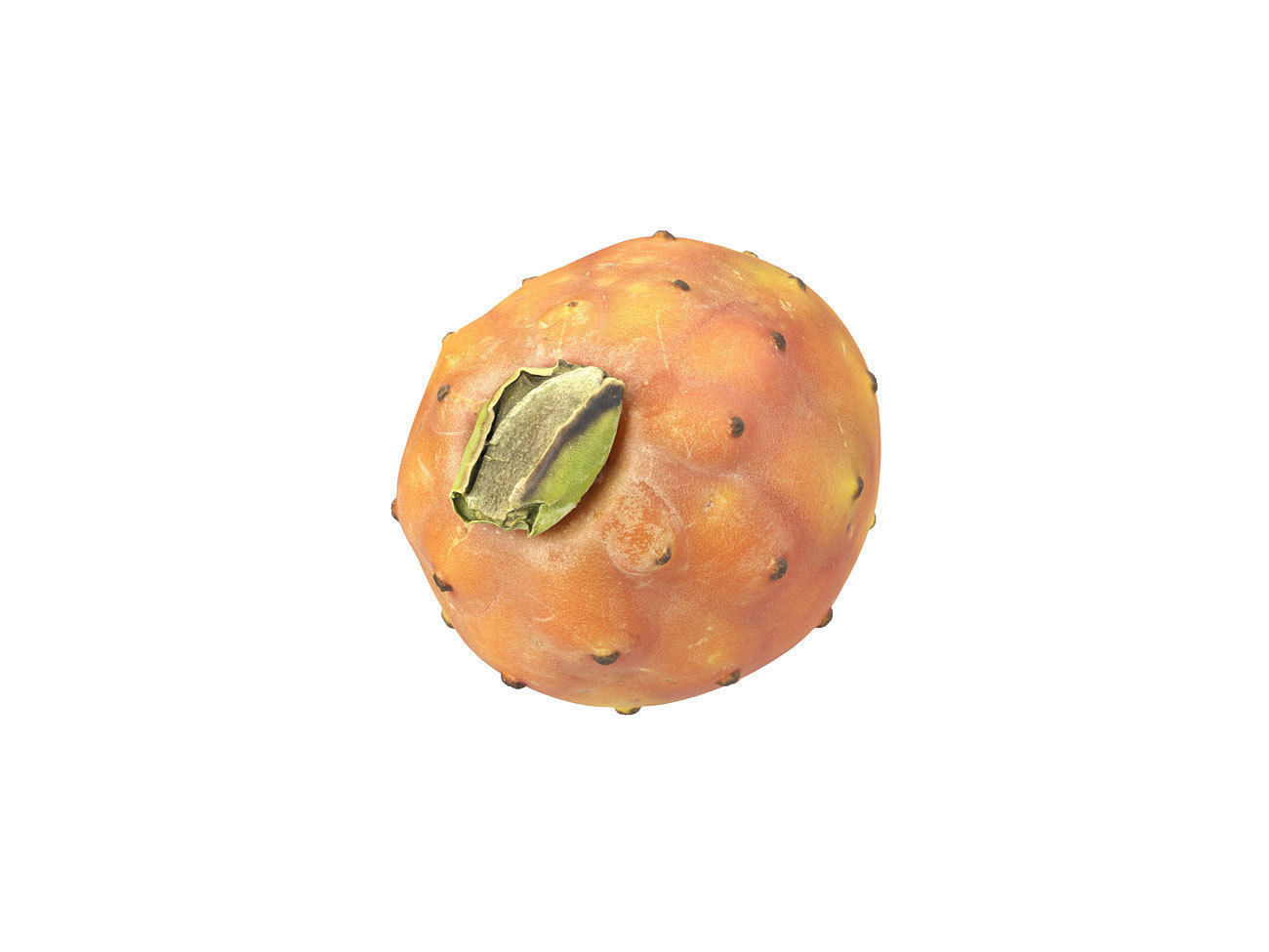 Photorealistic Prickly Pear 3D Scan 3D model_4