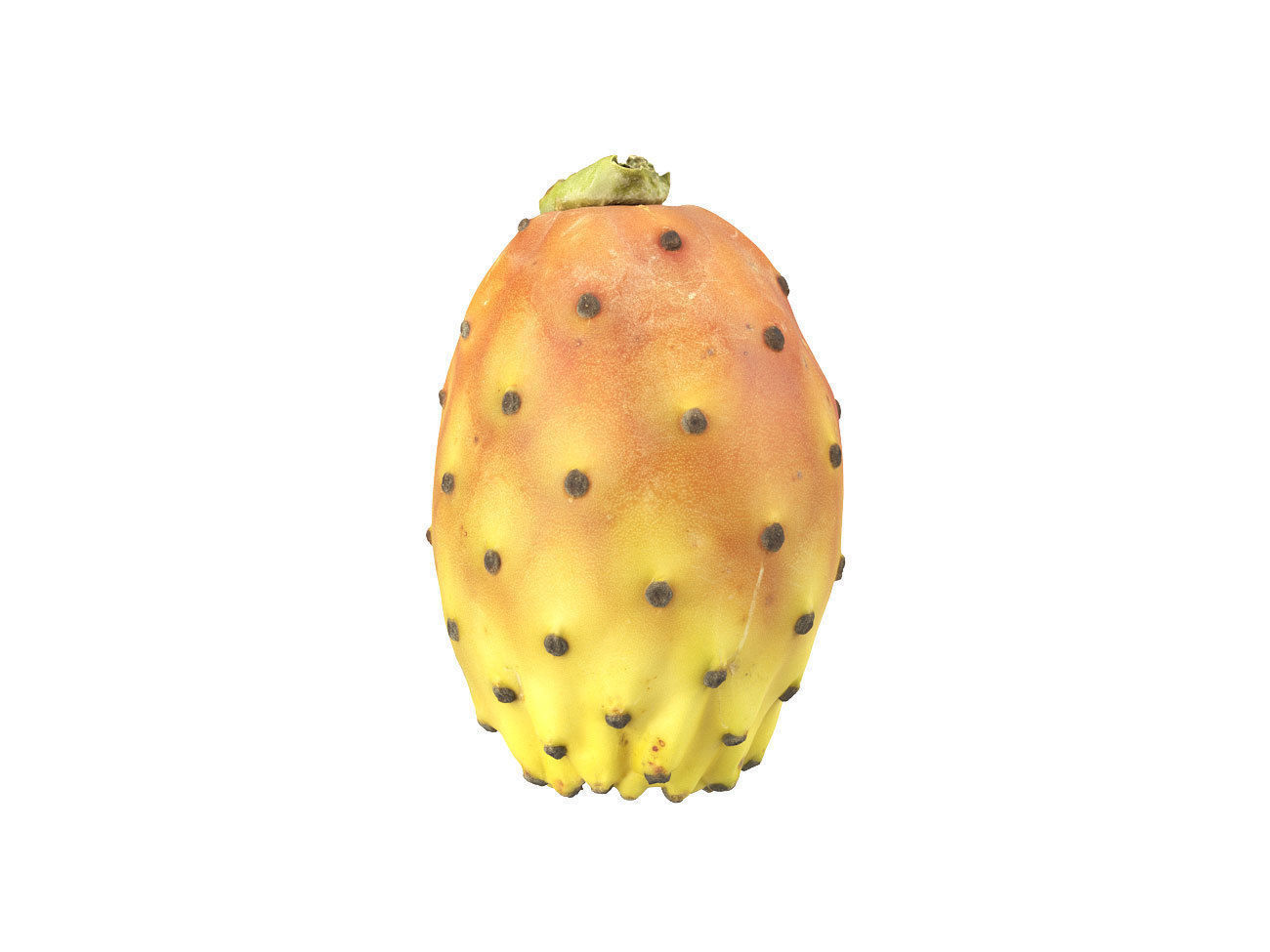 Photorealistic Prickly Pear 3D Scan 3D model_3