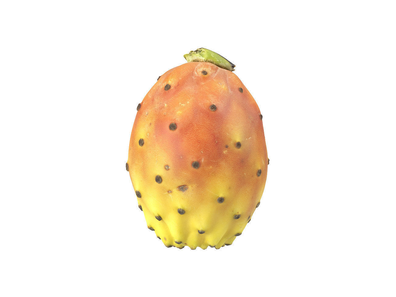 Photorealistic Prickly Pear 3D Scan 3D model_1