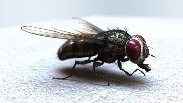 Massimo Righi: Breathing Life into the Animal Kingdom, One Polygon at a Time 4